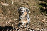 BERGER AUSTRALIEN PUPPIES 617
